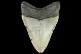 Fossil Megalodon Tooth - North Carolina #109854-2